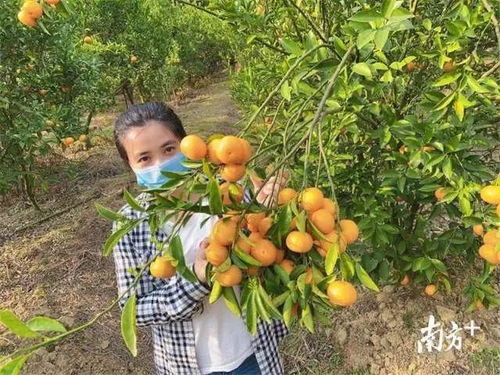 惠城蘆洲90后扶貧專干變身“網(wǎng)紅主播”，直播帶貨助力農(nóng)副產(chǎn)品暢銷